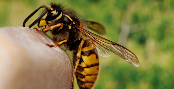 Types of Bee Sting Reactions and How to Act Fast