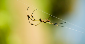 The Creepy Crawlies of Fall