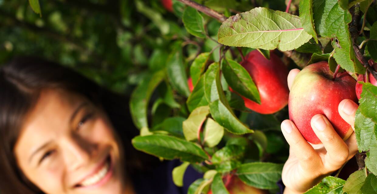 From Apple Picking to Preserving: 4 Safety Tips for Fall Treats