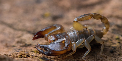 Scorpion Sting: Symptoms, Treatment, and More