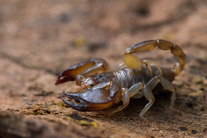 Scorpion Sting: Symptoms, Treatment, and More