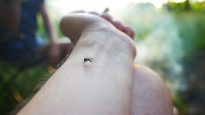 Skeeter Syndrome: Mosquito Bite Allergy Symptoms & Treatment