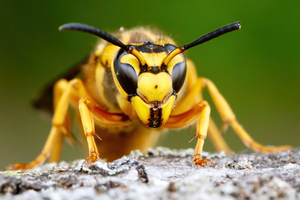 Yellow Jacket Sting: Symptoms and Treatment